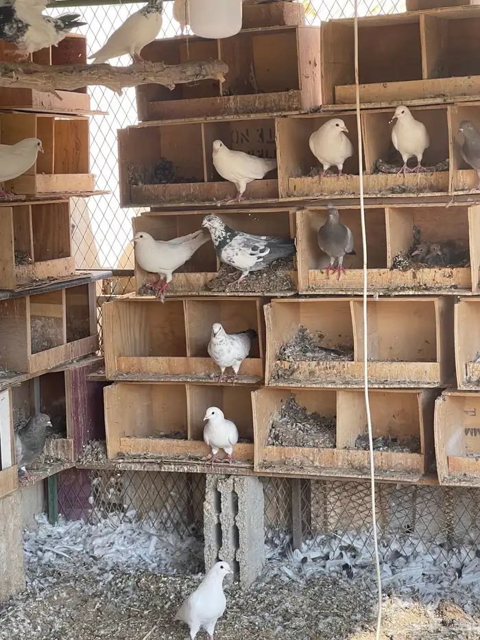 حمام فرنسي للبيع حجم كبير 0