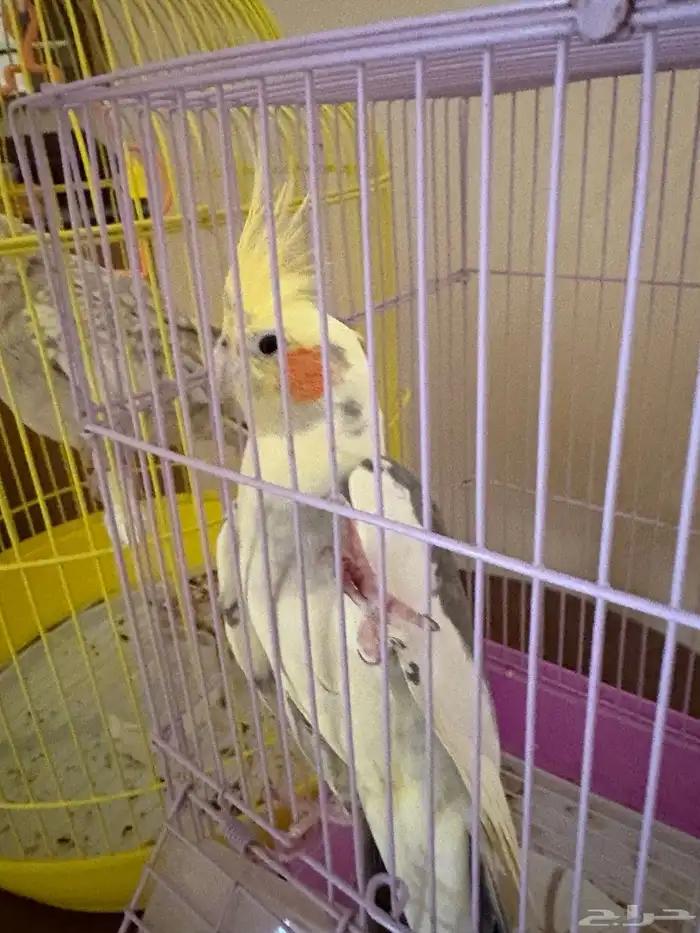 كروان للبيع 3