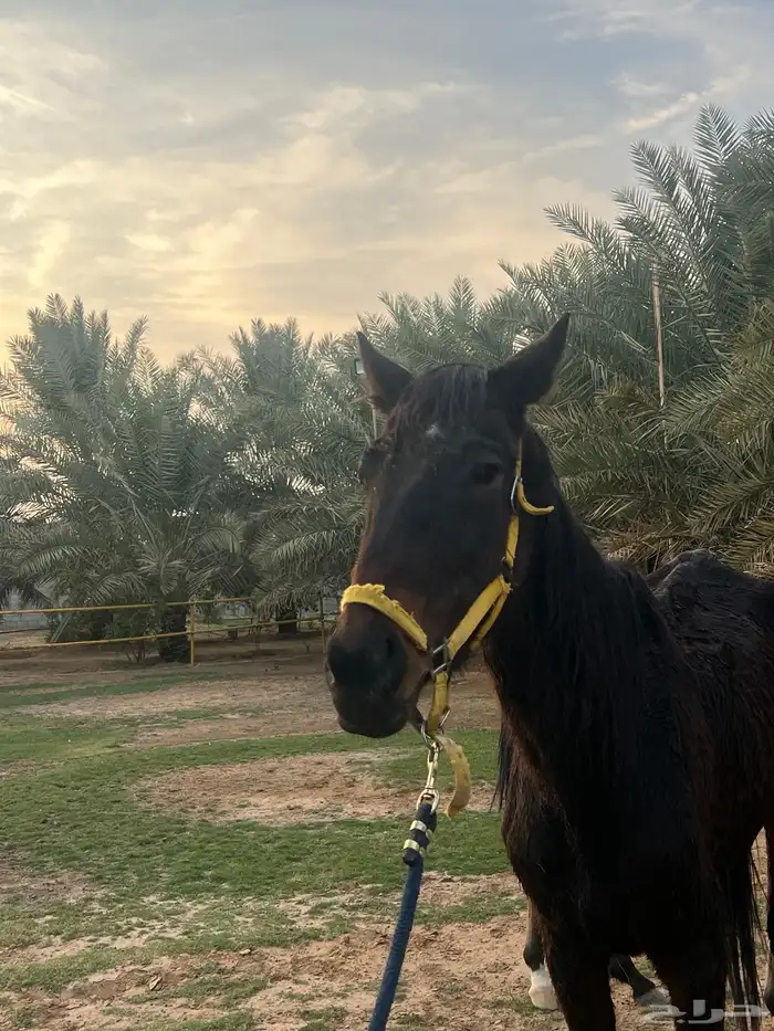 فرس انقليزيه 1