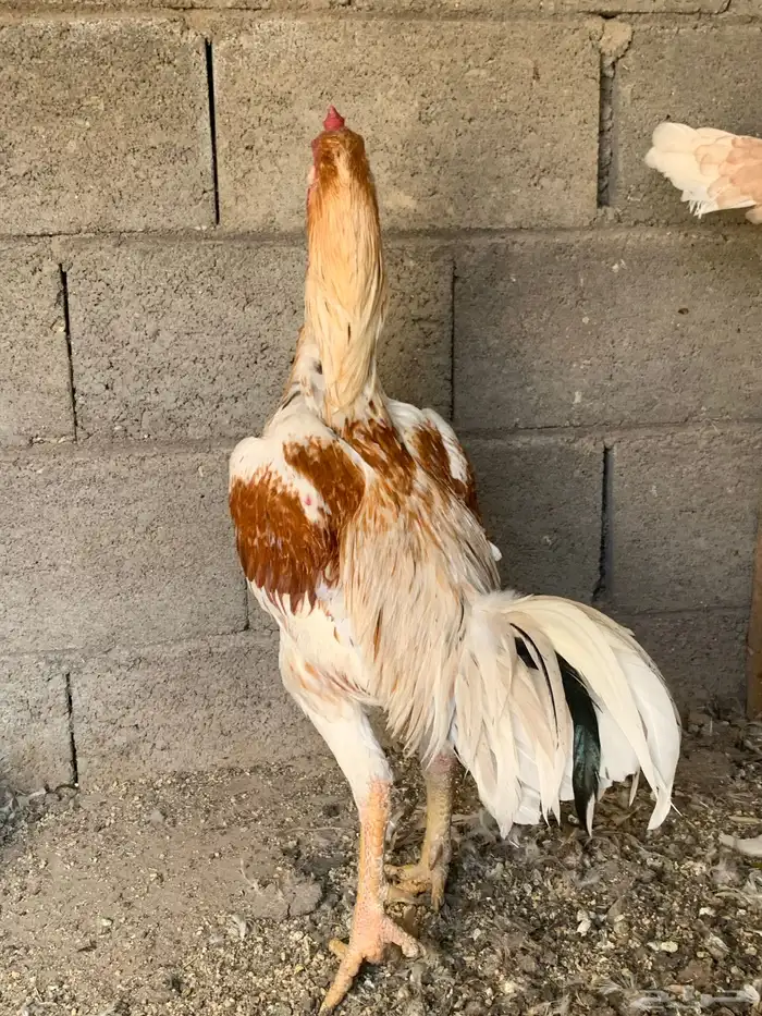 جوز دجاج باكستاني أصيل 4