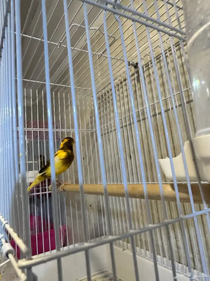 كناري تغريد 0