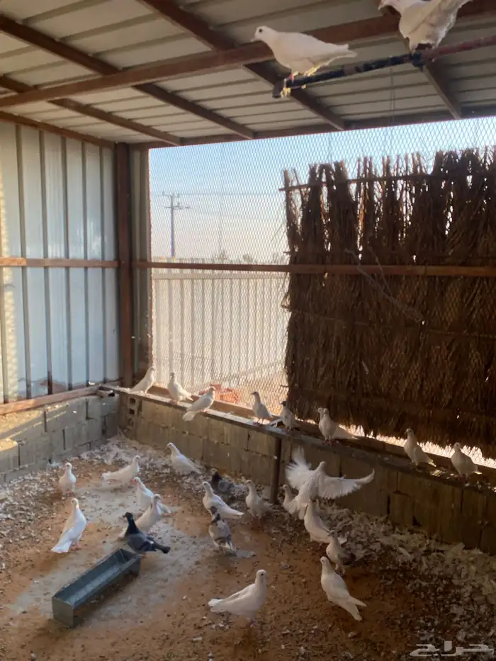 حمام فرنسي طبات 0