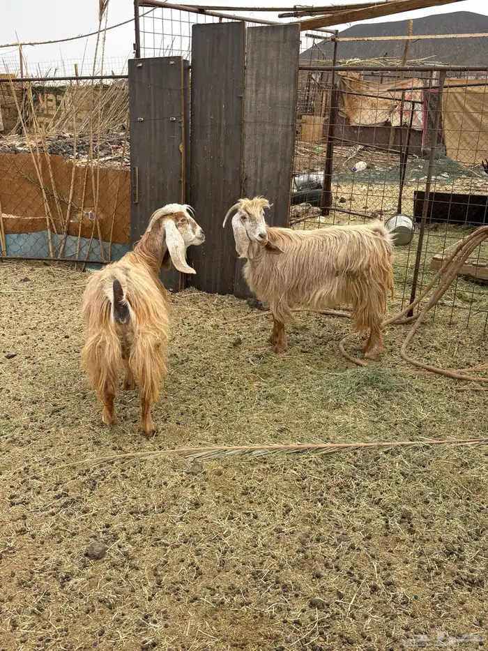 معزا مصريات دفيع 4