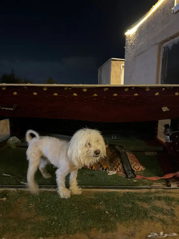 كلب للتبني 0