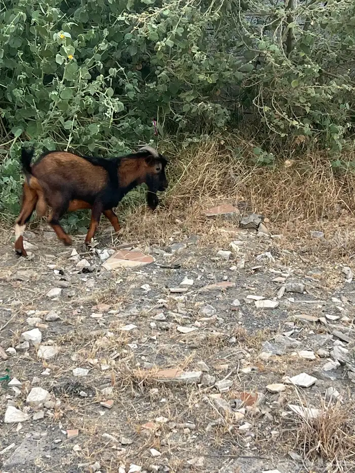 تيس قزم للبيع 1