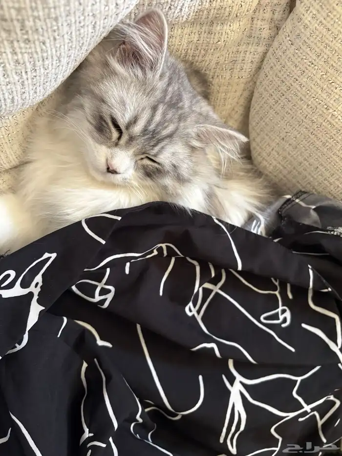 قط ه لتبني 0