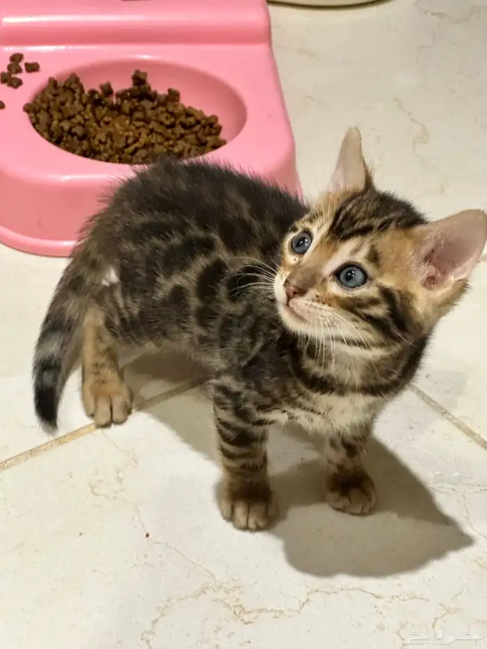 قطط بنغال للبيع جاهزين للاستلام مستويات قوية جدا 3