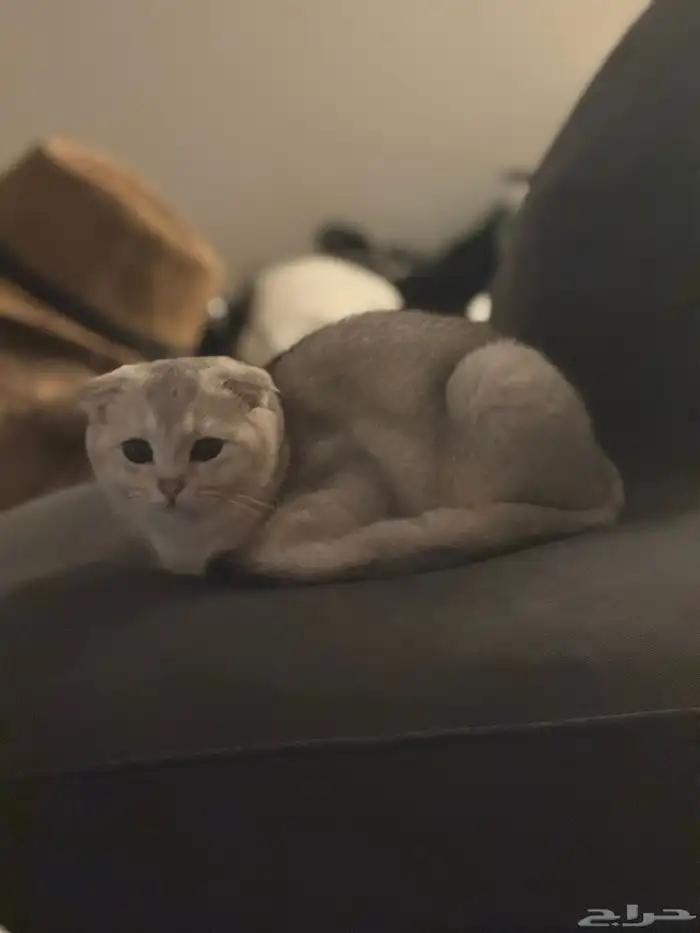 لتزاوج لمدة اسبوع ب500 ريال 0