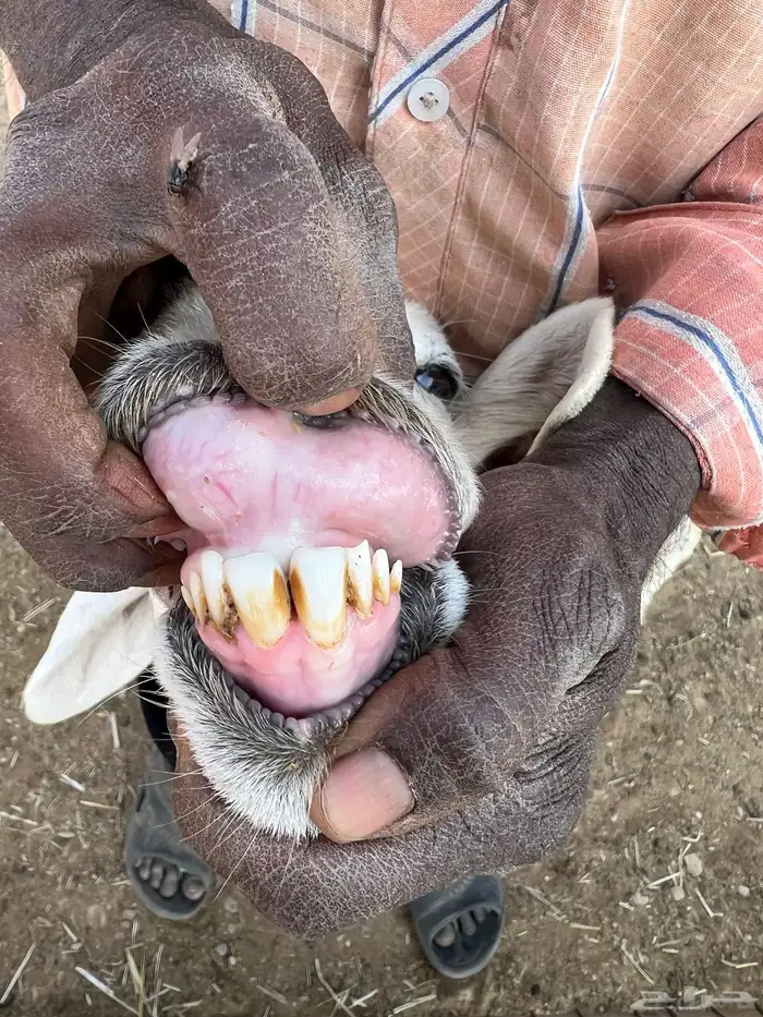 حريات وليد ودفيع 7