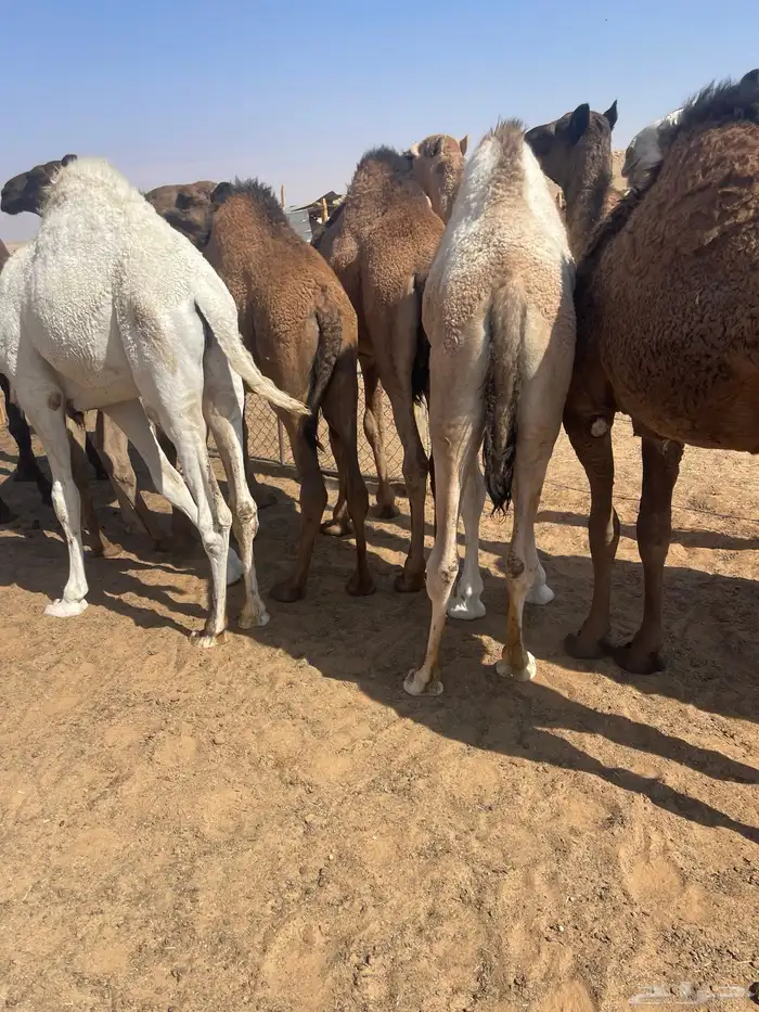 قعدان للمناسبات كفو التواصل خاص 2