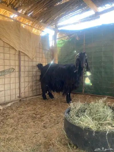 عنز والد index