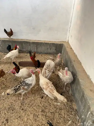 دجاج رومي index