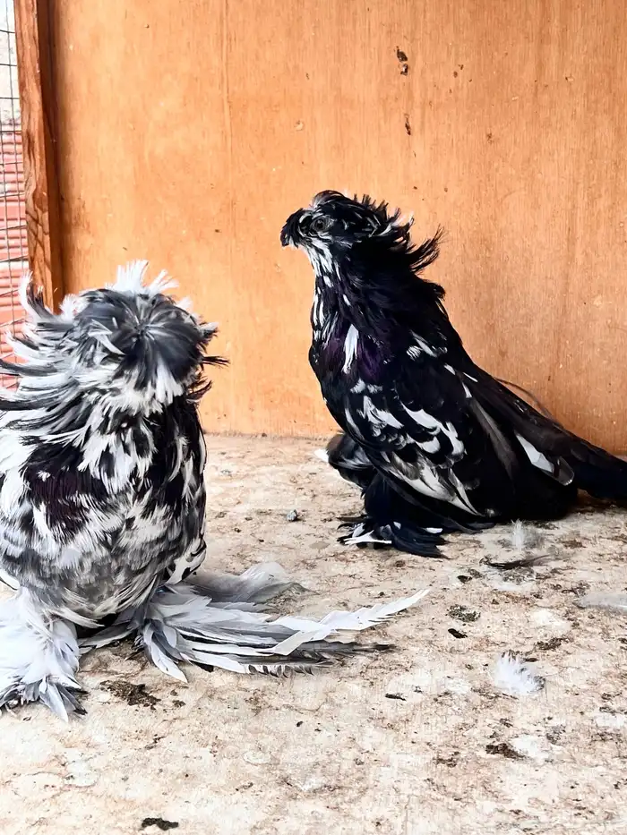 طبه بخارة سبلاش وتايقر 7