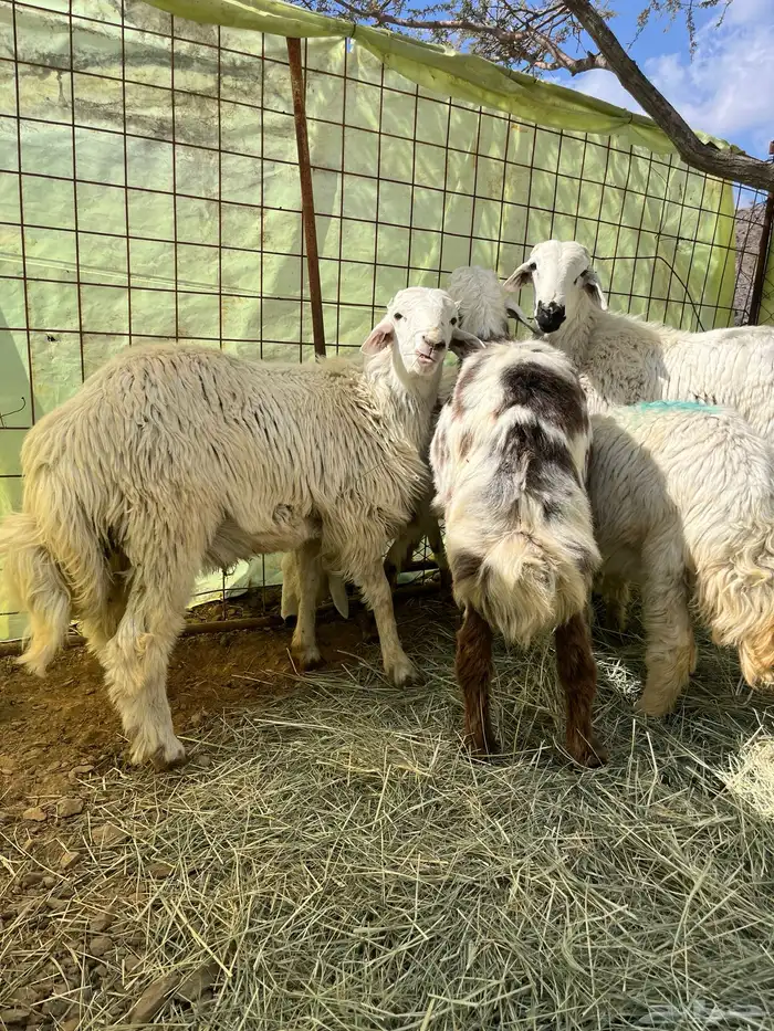 طليان ورحال للبيع 0