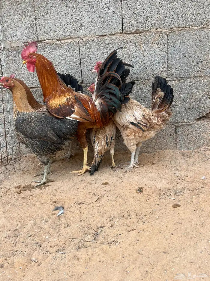 للبيع دجاج 6