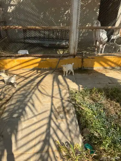 ماعز قزمية معها حفرتين عنقان index