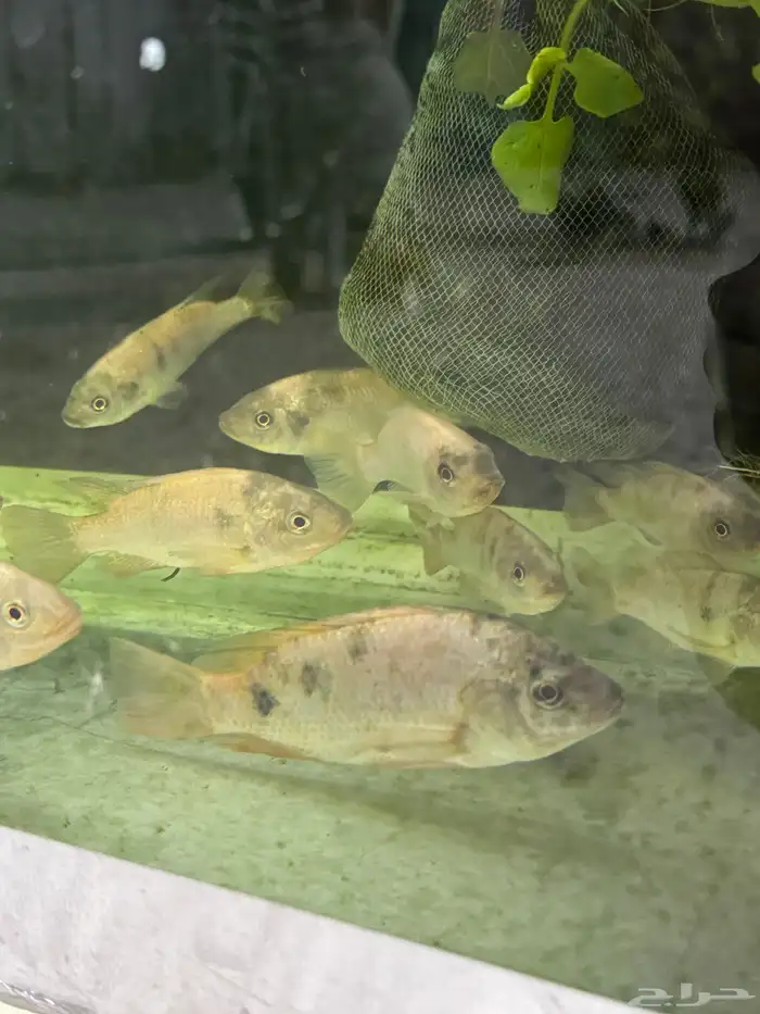 سمك سيكلد افريقي 4