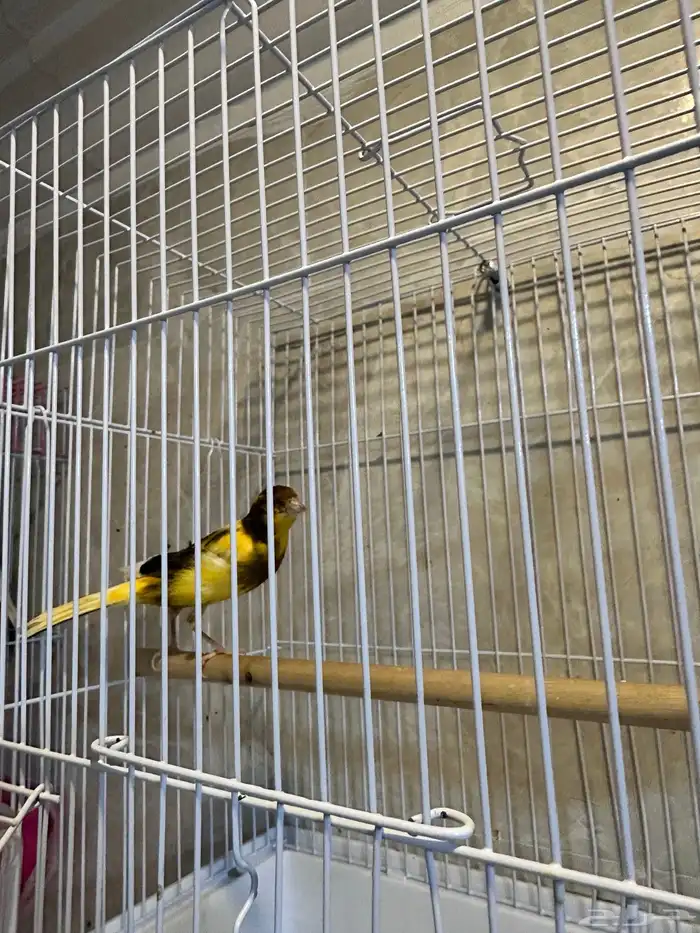 كناري تغريد 1