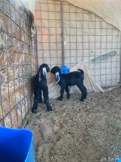 عنز والد index