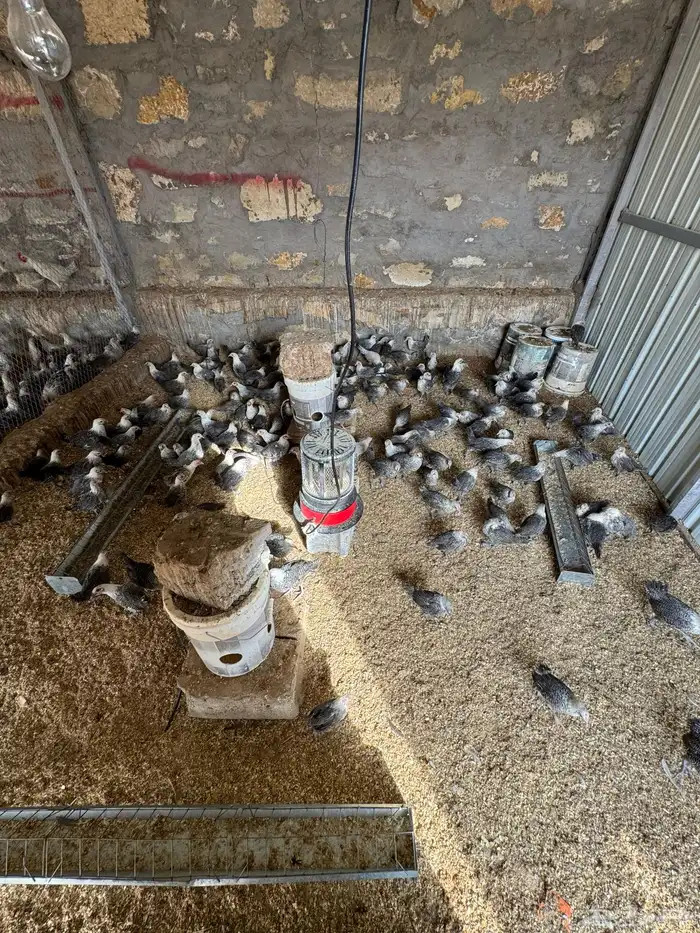 دجاج وديوك للبيع 4