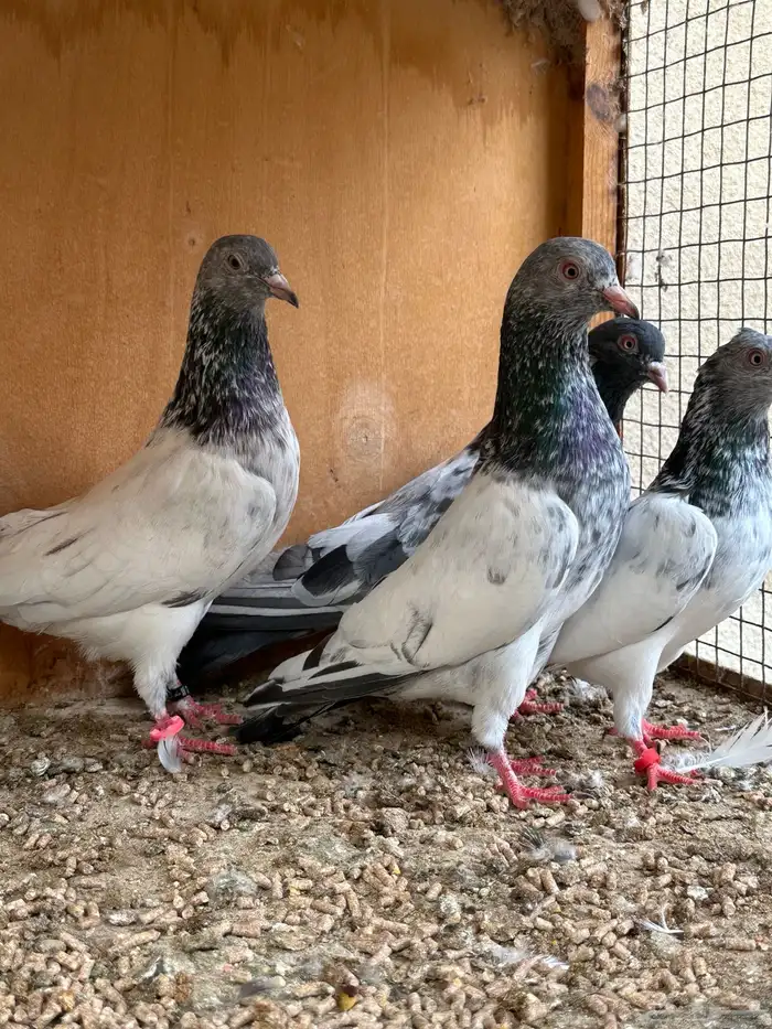 حمام باكستاني 16