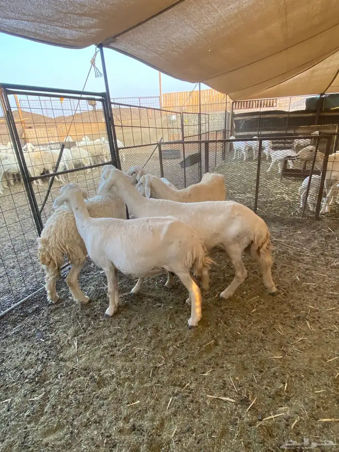 ضان مضاريع 1