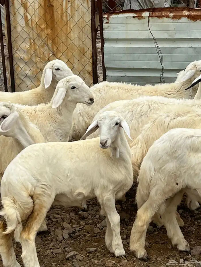 طليان فيها 4 رخال فقط العدد 13 3