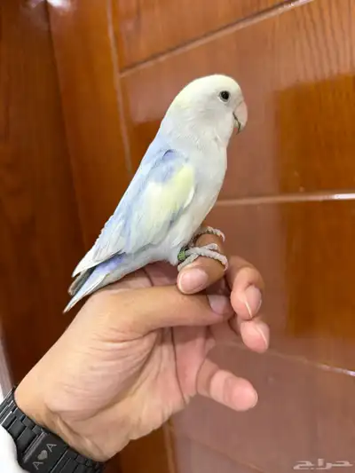 روز تربيه index