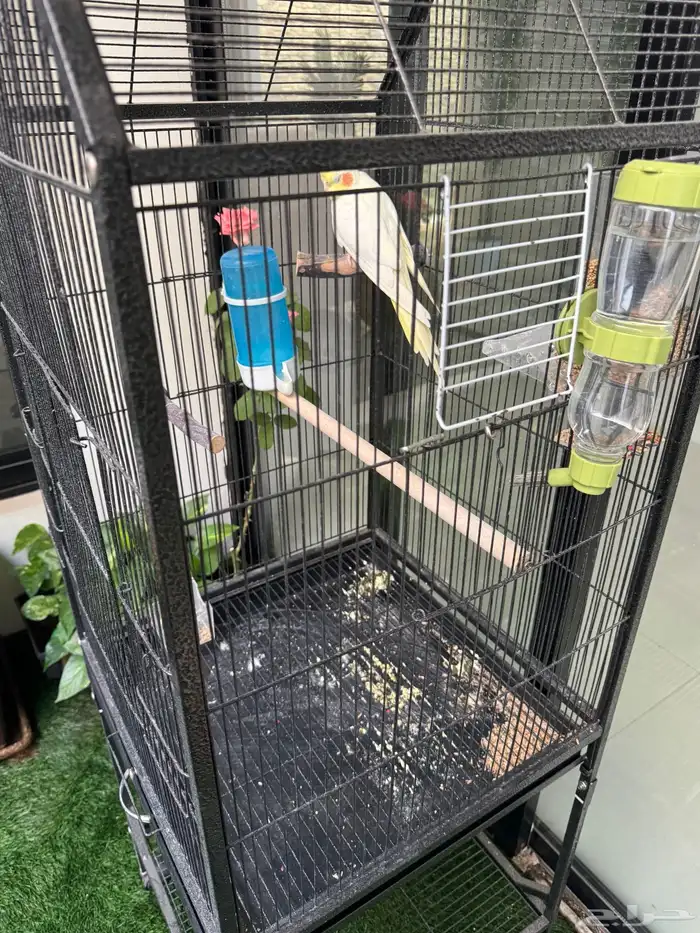 ببغاء كروان 0