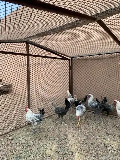 للبيع ديوك فيومي index