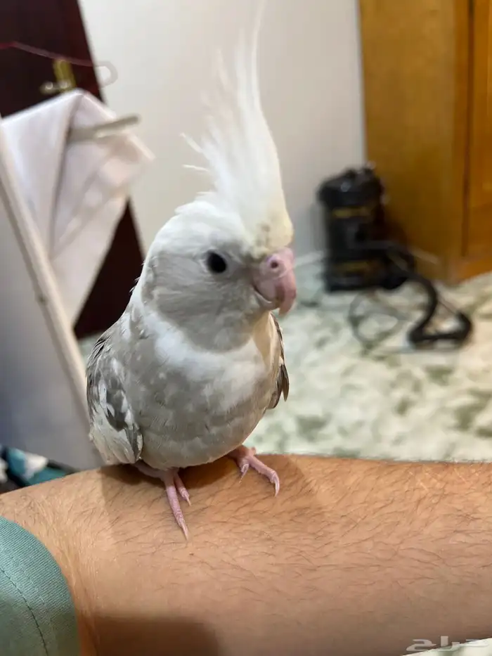 كروان هولندي ذكر 3