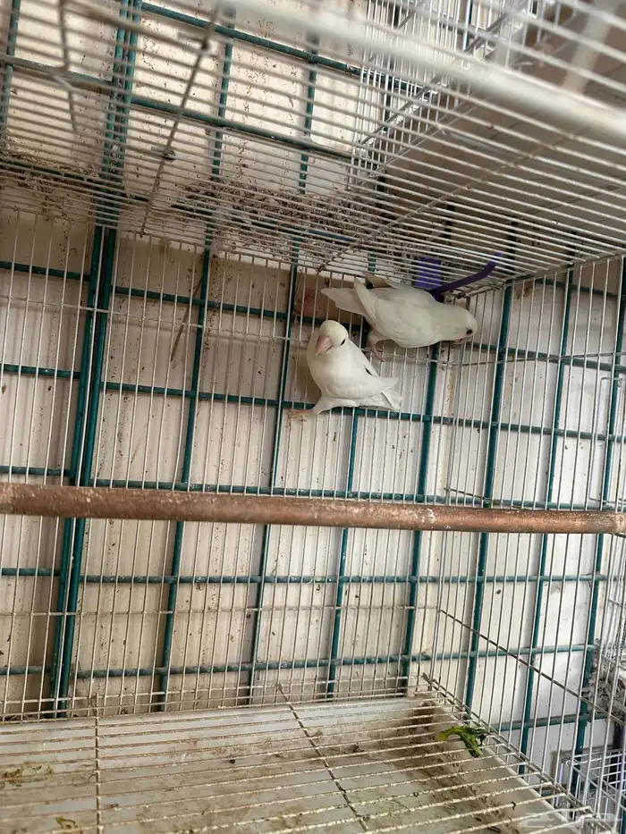 ازواج روز البينو بالفروخ 0