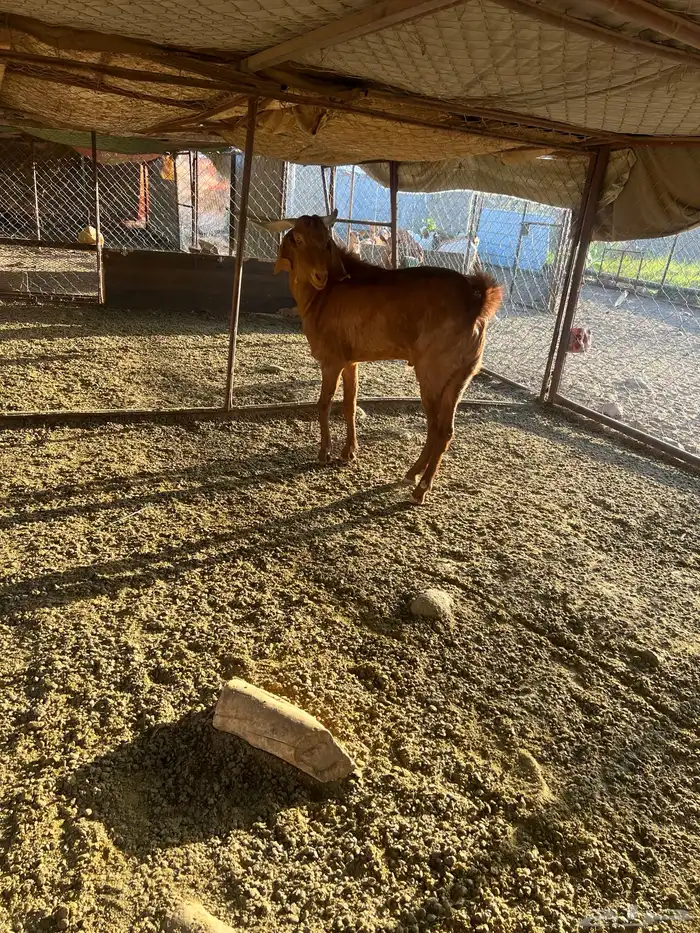 فحل رباع ادهم 1