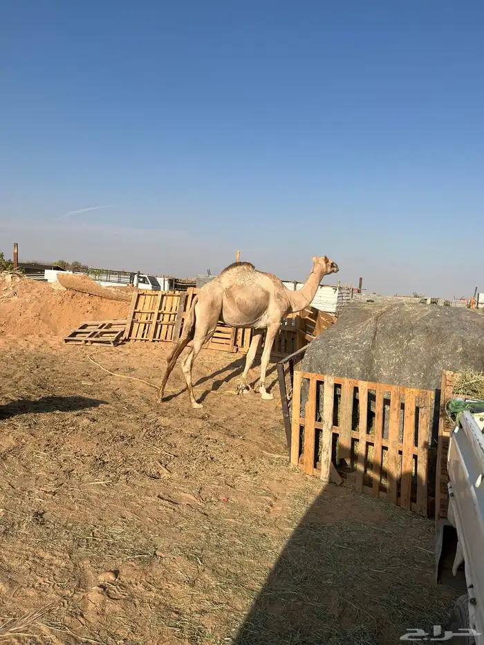للبيع قعود لقي مهجن طابع يركب عليه الصغير والكبير مشروط 1