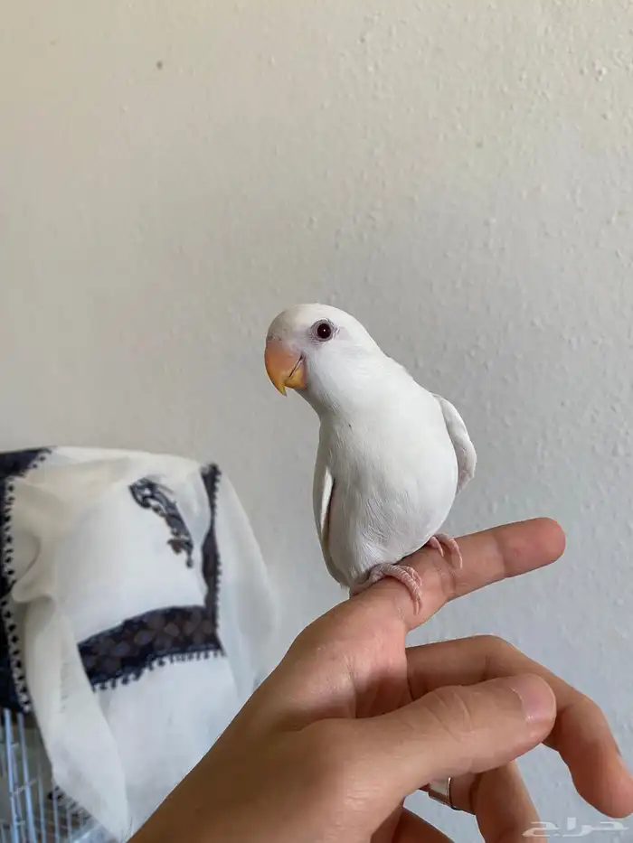 فروخ روز اليفه 3