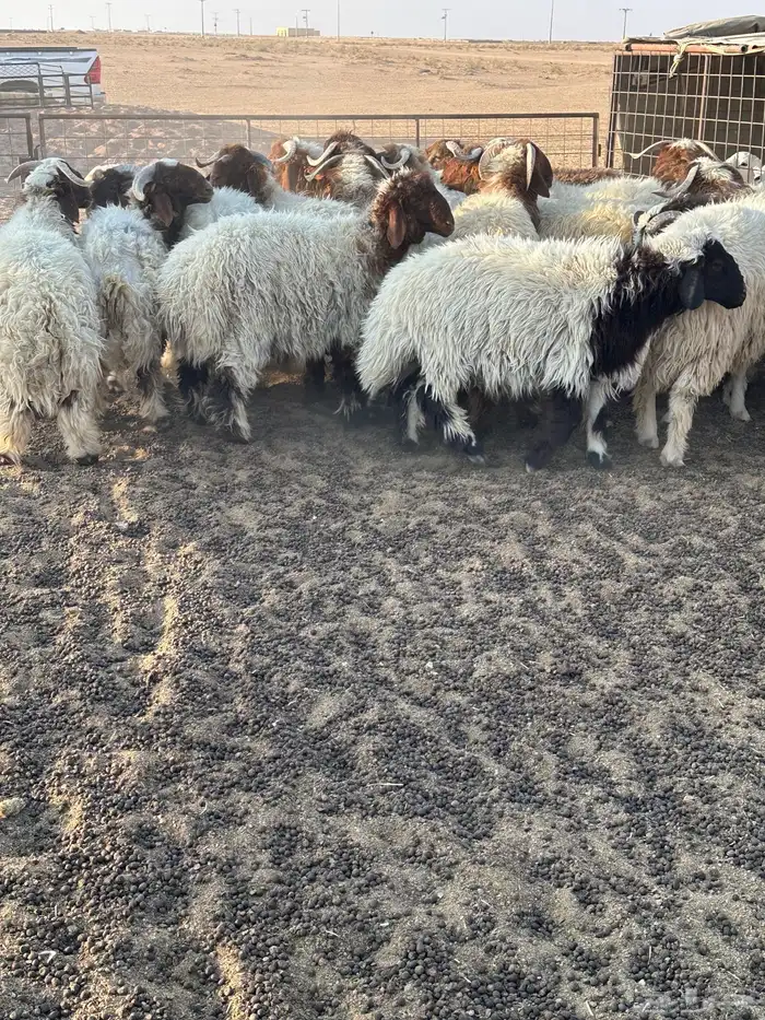 خرفان نعيم طيبه 1