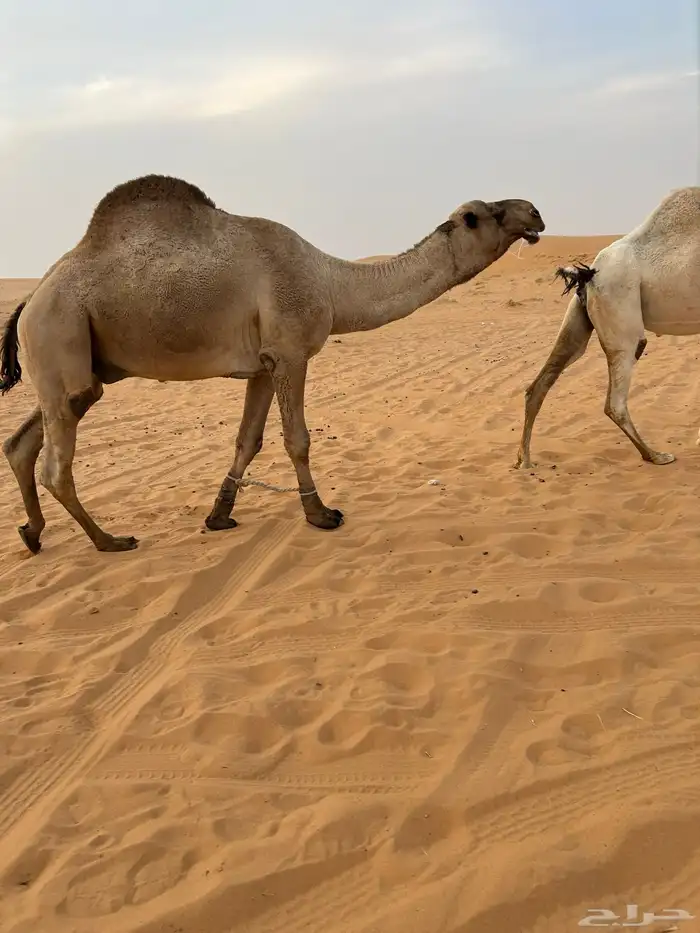 للبيع قعود اشعل على غرنوق منتج 2