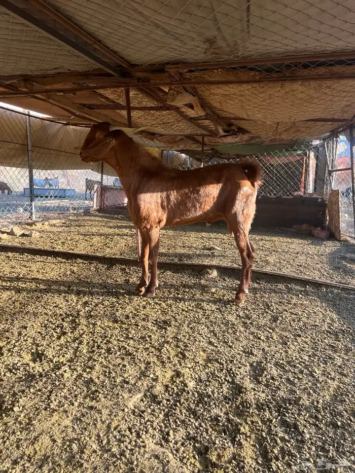 فحل رباع ادهم 3