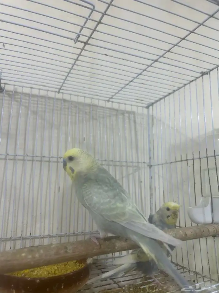 بادجي مع فروخه 0