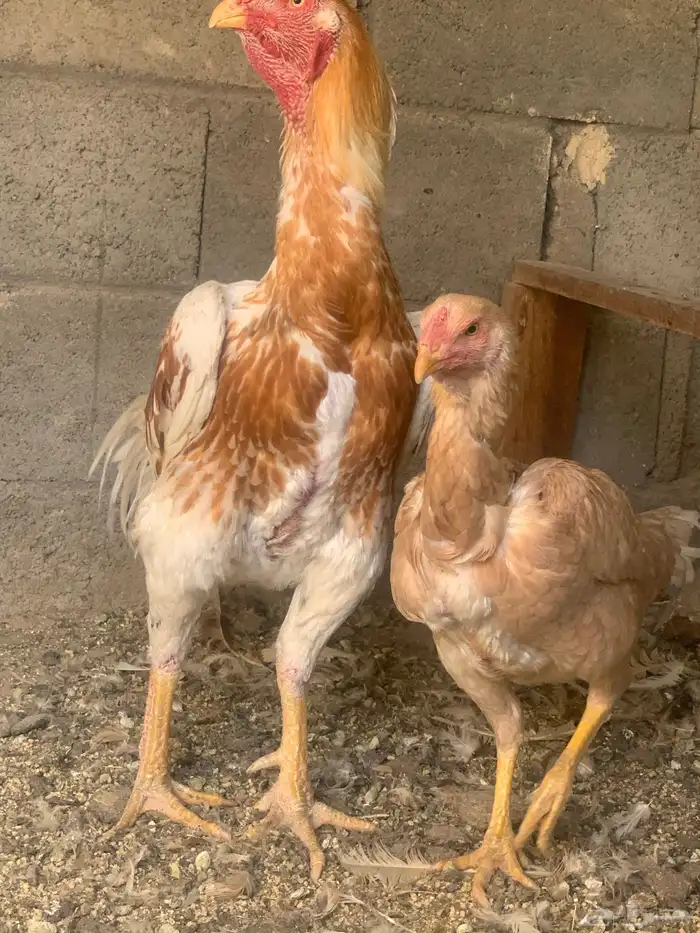 جوز دجاج باكستاني أصيل 2