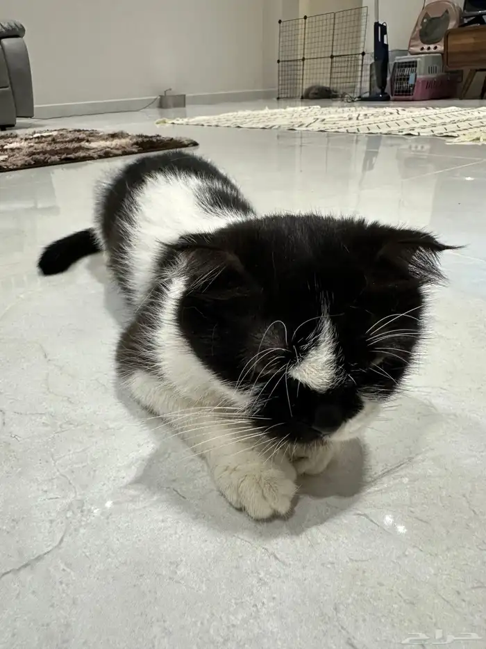 قطة سكوتش فولد للتبني طالبه تزاوج 1