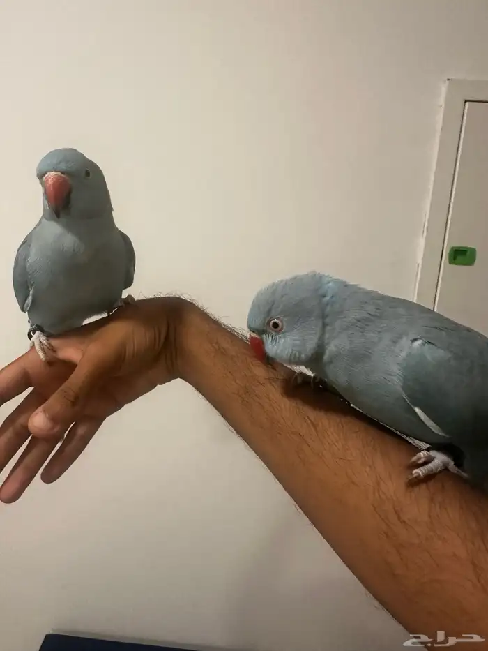 ذرة هولندي 0