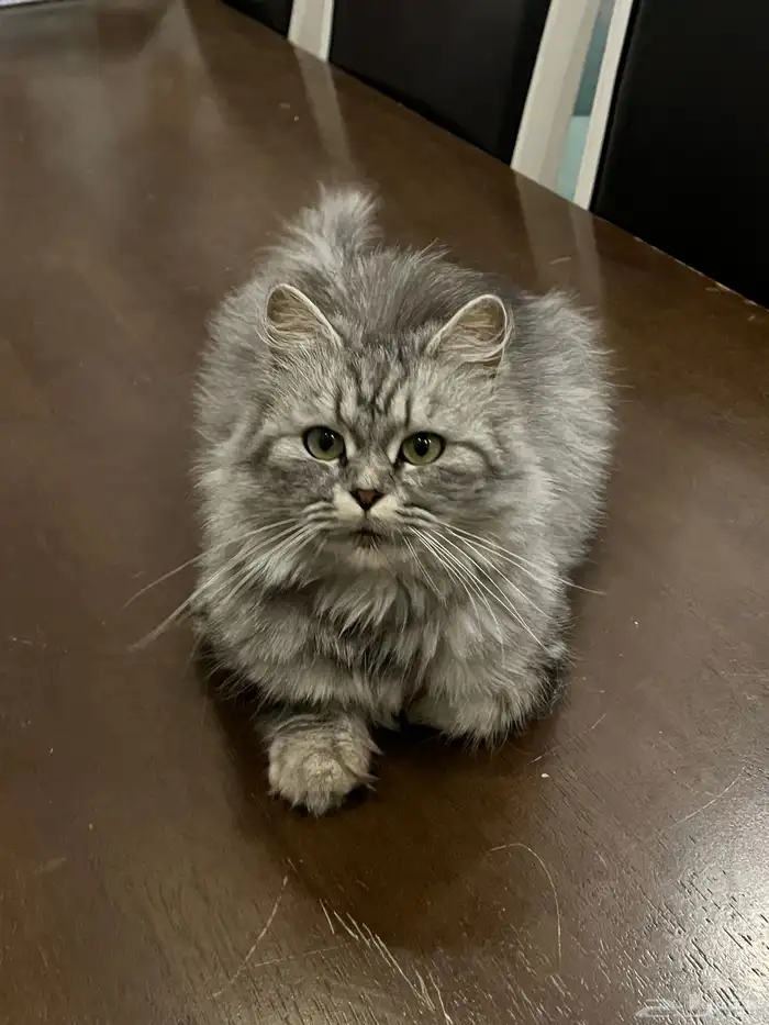 قطه شيرازيه 1