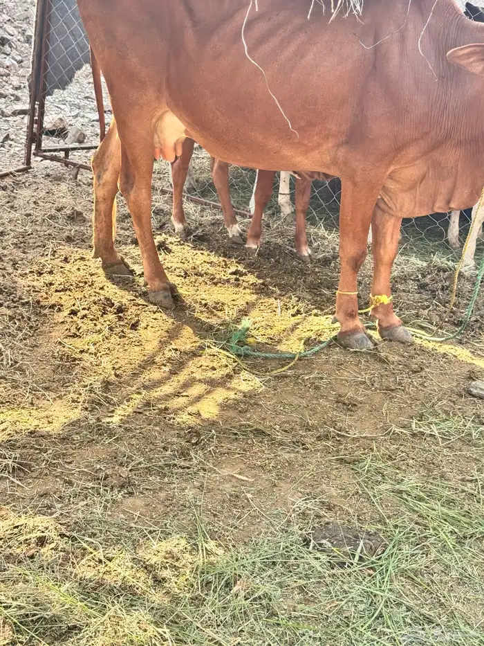 بقره للبيع معها ذكر 0