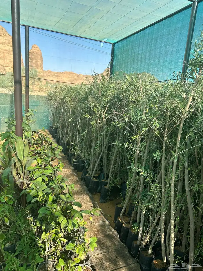 شتلات زيتون 1