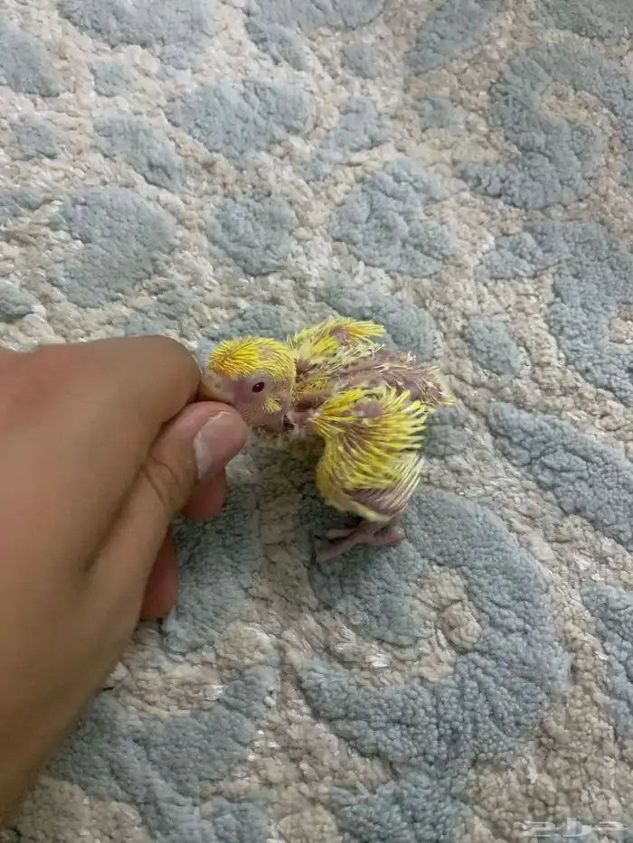 فرخ روز لاتينو 3