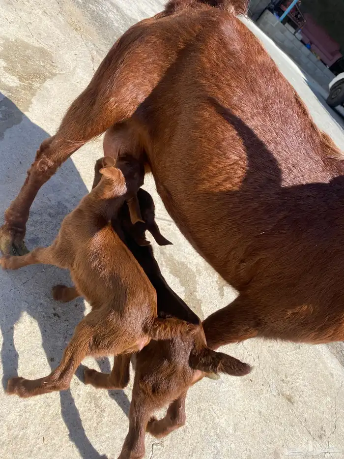 للبيع مع صغارها اعمارهم اسبوع 3