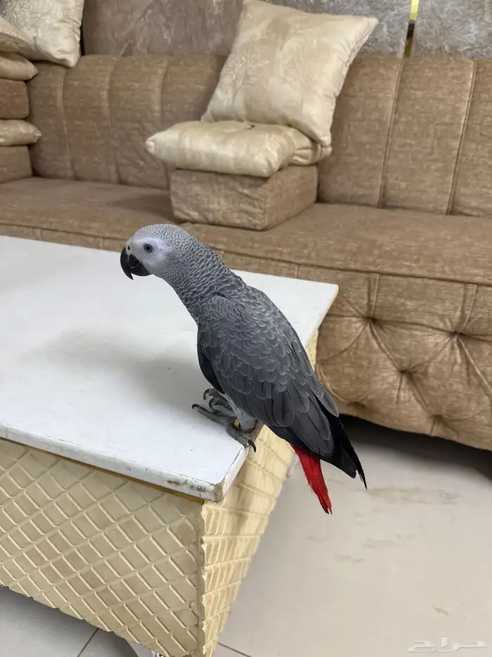 ببغاء كاسكو 0