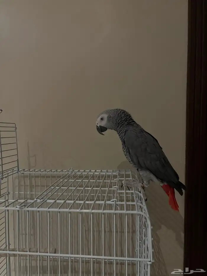 كاسكو للبيع 0