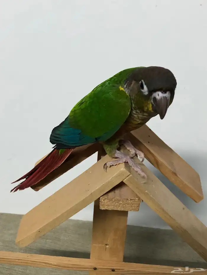 فرخين كنيور 12